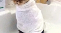 Hogyan kell mosni a macskát